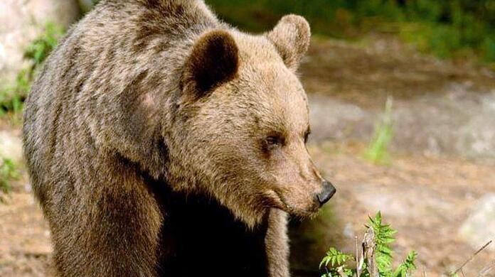 Ein Braunbär in der Region Trentino, wo es zuletzt auch zu Angriffen kam.