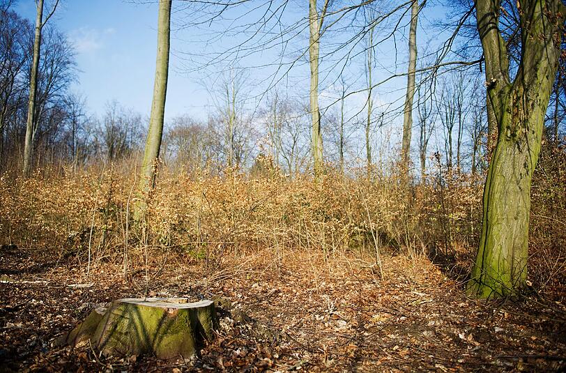 In diesem Waldstück wurde der Leichnam des Babys gefunden.