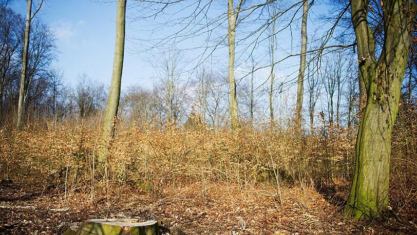 In diesem Waldstück wurde der Leichnam des Babys gefunden. In diesem Waldstück wurde der Leichnam des Babys gefunden.