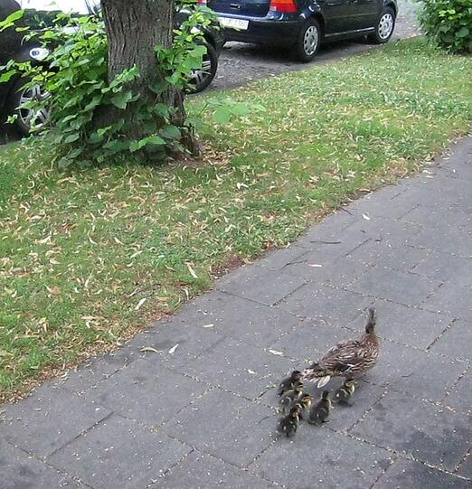 ...und die Entenfamilie wieder zusammenführen.
