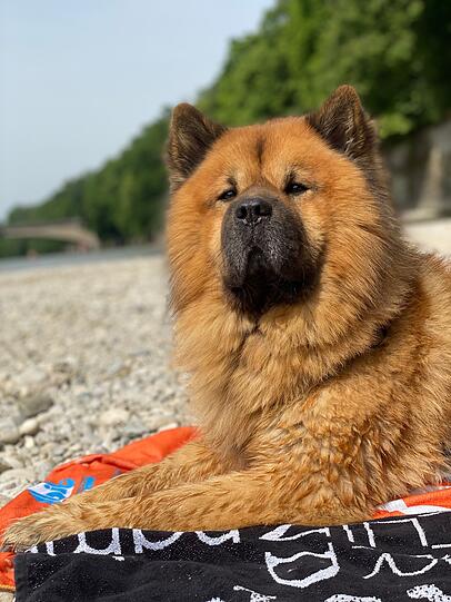 Pasa: Mein Chow Chow Mix ist der allerbeste Begleiter der Welt, wuschelig wie ein kleiner Löwe, stolz, charmant und voller Liebe. Jeder bleibt stehen, um ihn zu bewundern. Und weil wir nähe Pasing wohnen, wäre es einfach perfekt, wenn er auf der Pasinger Karte landet!