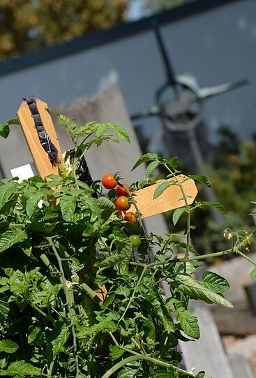 Ungewöhnliches Bild: Rote Tomaten hängen an einem Strauch auf einem Grab in Neuburg.