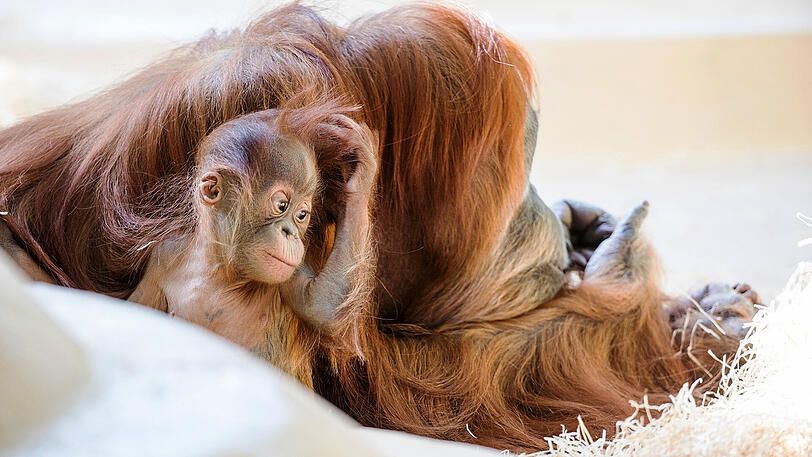 Quentin und Quinn heißen die beiden Orang-Utan-Babys aus Hellabrunn.