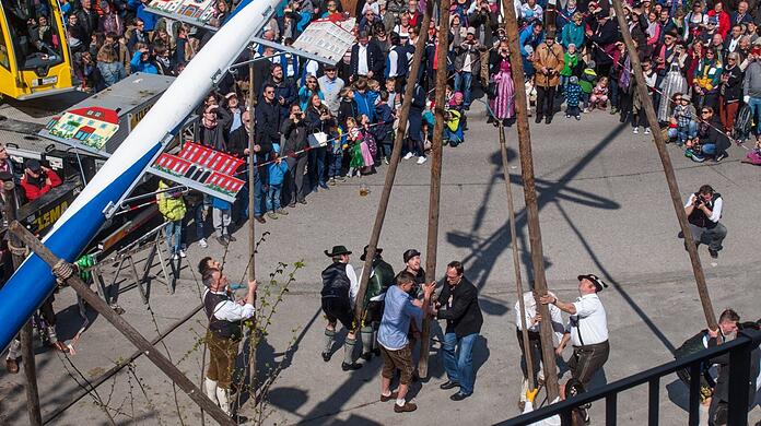 Mit Schwaiberln, also Doppelstangen, händisch den Maibaum aufstellen, ist eine Kunst. Hier tun das die starken Männer vom Pasinger Kultur- und Heimatverein D' Pasinger. Das Kommando hat der Maibaum-Meister.