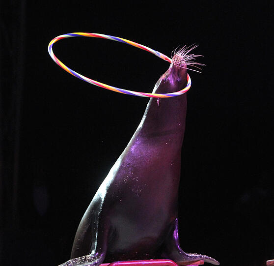 Die Bilder von der großen Circus-Krone-Premiere
