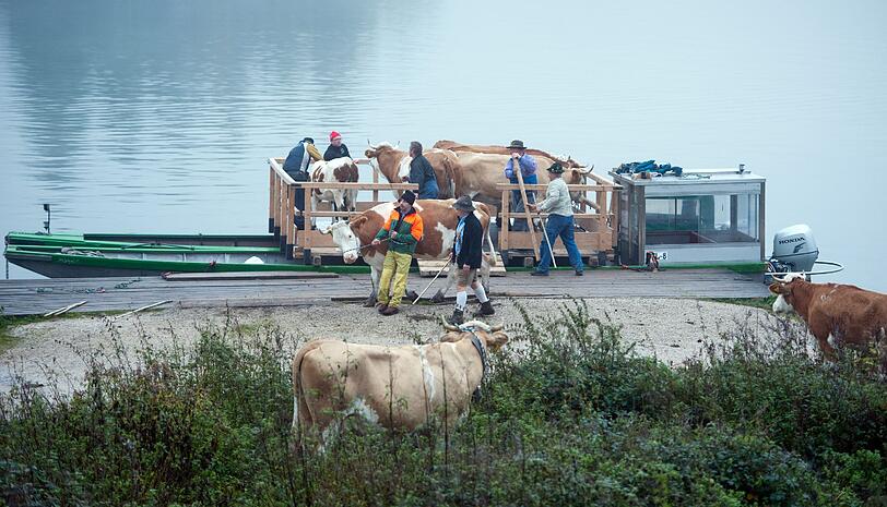 Mit Booten werden diese Kühe zurück ins Berchtesgadener Land gebracht - eine Tradition, die immer wieder Schaulustige anlockt.