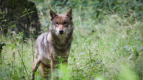 In der Hohen Rhön ist ein Wolf abgeschossen worden. (Symbolbild)