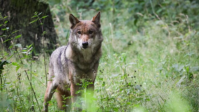 In der Hohen Rhön ist ein Wolf abgeschossen worden. (Symbolbild)