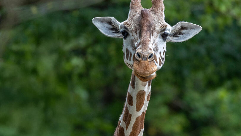 Schock-in-Hellabrunn-Giraffe-Bahati-pl-tzlich-verstorben