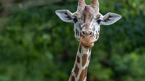 Giraffe Bahati ist plötzlich verstorben.