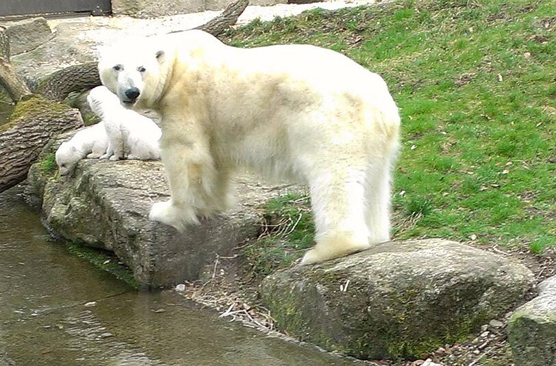 Alles im Blick hat die Eisbären-Mama.