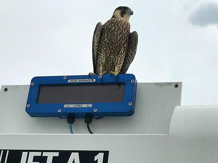 Ein junger Falke sitzt auf einem Vorfeldfahrzeug am Flughafen Nürnberg. Foto: Norbert Hänsch/Flughafen Nürnberg/dpa