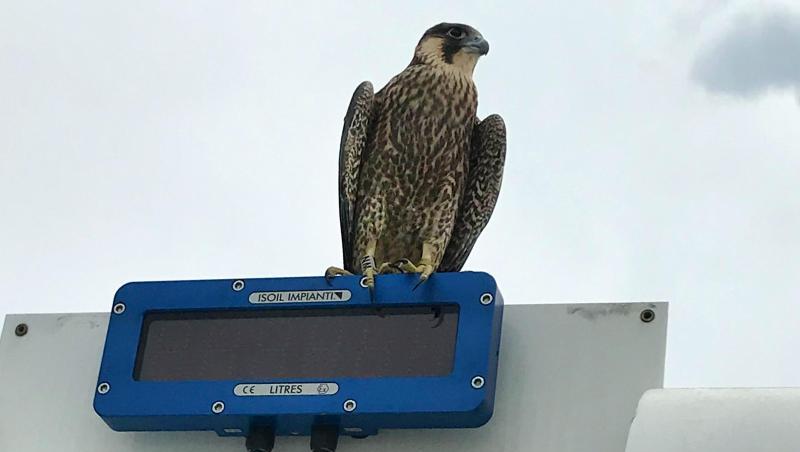 Ein junger Falke sitzt auf einem Vorfeldfahrzeug am Flughafen Nürnberg. Foto: Norbert Hänsch/Flughafen Nürnberg/dpa Ein junger Falke sitzt auf einem Vorfeldfahrzeug am Flughafen Nürnberg. Foto: Norbert Hänsch/Flughafen Nürnberg/dpa