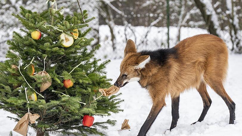 Ein Mähnenwolf schnuppert neugierig. Ein Mähnenwolf schnuppert neugierig.