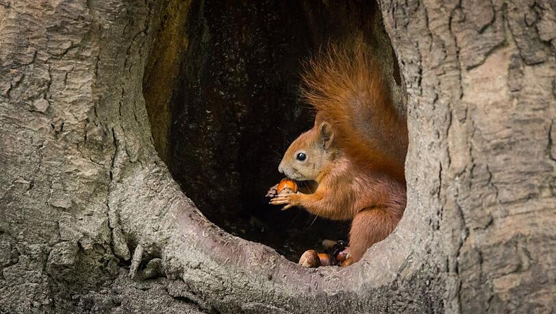 Eichhörnchen brauchen im Frühling Hilfe. Eichhörnchen brauchen im Frühling Hilfe.