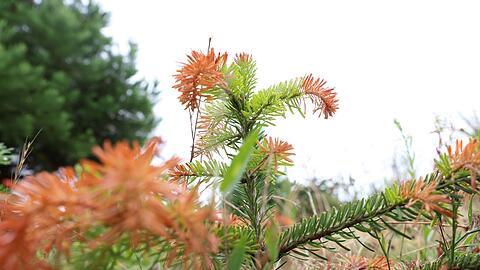 Trockenheit setzt vor allem jungen Christbäumen immer mehr zu. (Archivbild)