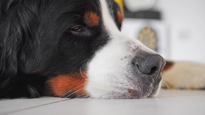 Treue Seele: Auch er kann der "Super-Hund" werden. Treue Seele: Auch er kann der "Super-Hund" werden.