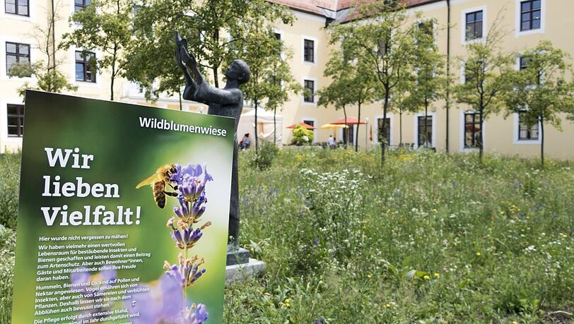 Eine Blühwiese wie hier an der Rühmannstraße können sich Münchner nun von der Stadt fördern lassen.