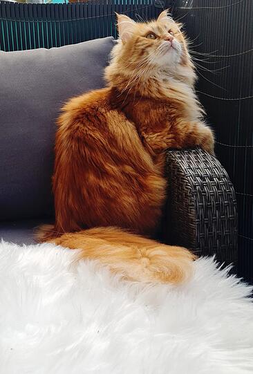Charlie