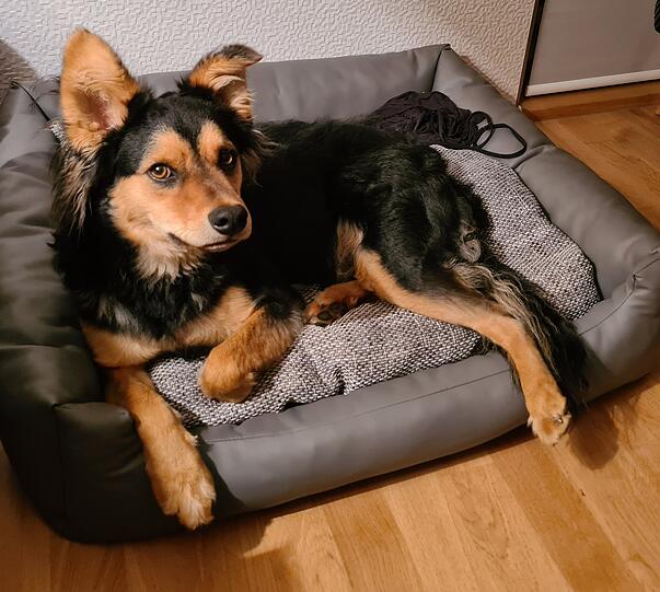 Rasmus