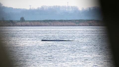 Noch ist im Wasser am Wal nichts vom Rettungsversuch zu sehen.