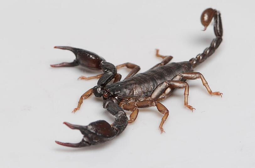 Der Skorpion aus der Nelkenstraße in Sendling.