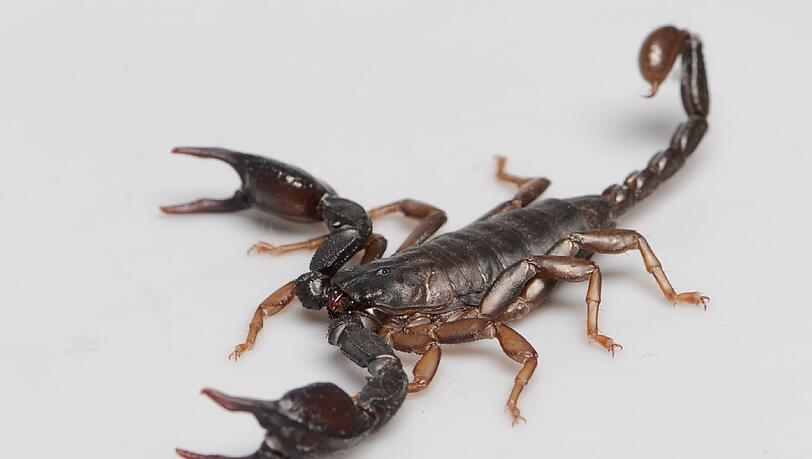 Der Skorpion aus der Nelkenstraße in Sendling. Der Skorpion aus der Nelkenstraße in Sendling.