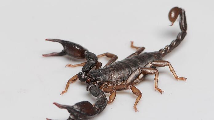 Der Skorpion aus der Nelkenstraße in Sendling.