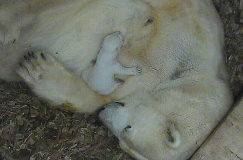 Eisbär-Mama Giovanna und ihr jüngster Nachwuchs.