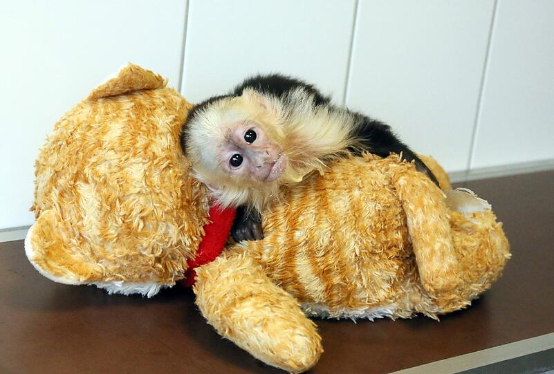 So süß: Der Affe "Mally" von Justin Bieber wartet im Tierheim