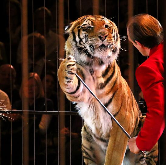 Bilder von der Weihnachtspremiere im Circus Krone