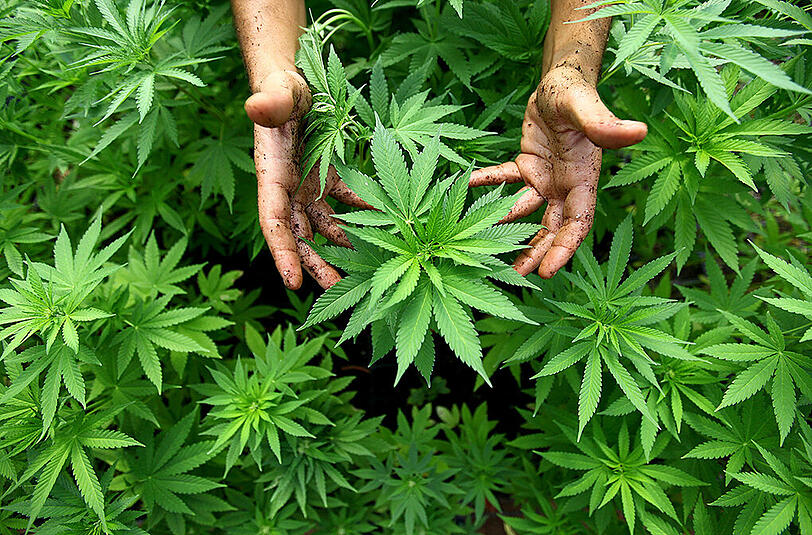 In Forstinning bei München könnte Deutschlands erste legale Hanf-Plantage entstehen.