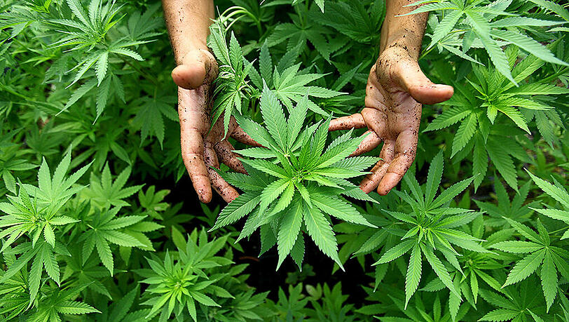 In Forstinning bei München könnte Deutschlands erste legale Hanf-Plantage entstehen. In Forstinning bei München könnte Deutschlands erste legale Hanf-Plantage entstehen.