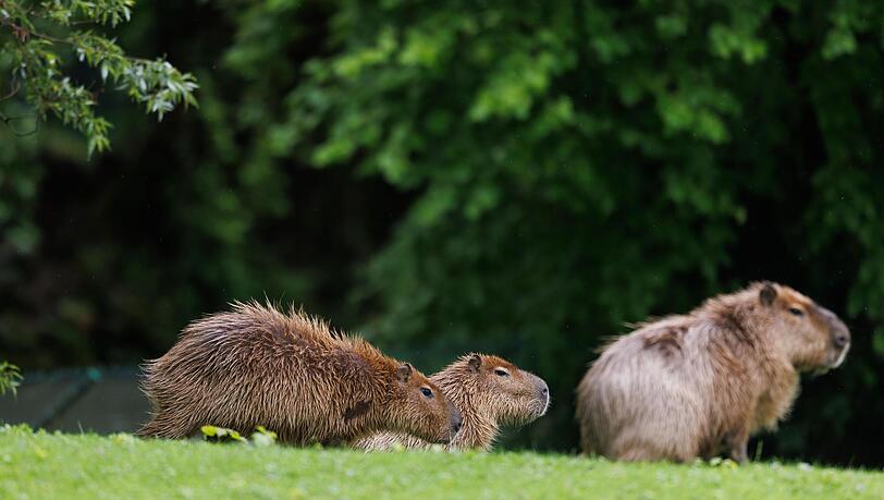 Die drei Capybaras auf der Südamerika-Anlage.