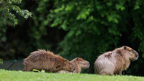 Die drei Capybaras auf der Südamerika-Anlage.