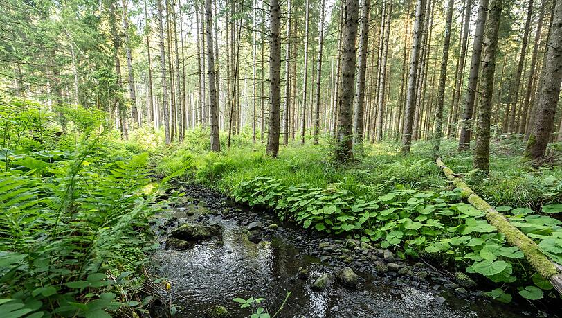 Mehrere hundert Liter Diesel sind in der Oberpfalz in einen Bachlauf geflossen. (Symbolbild)