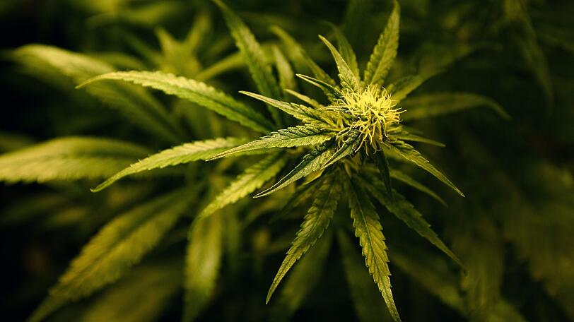 Eine Cannabis-Pflanze: Die Stadt möchte derartiges nicht auf den eigenen Gütern anbauen.