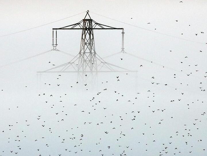 Ein Vogelschwarm fliegt an einem aus dem Morgennebel ragenden Strommast vorbei.