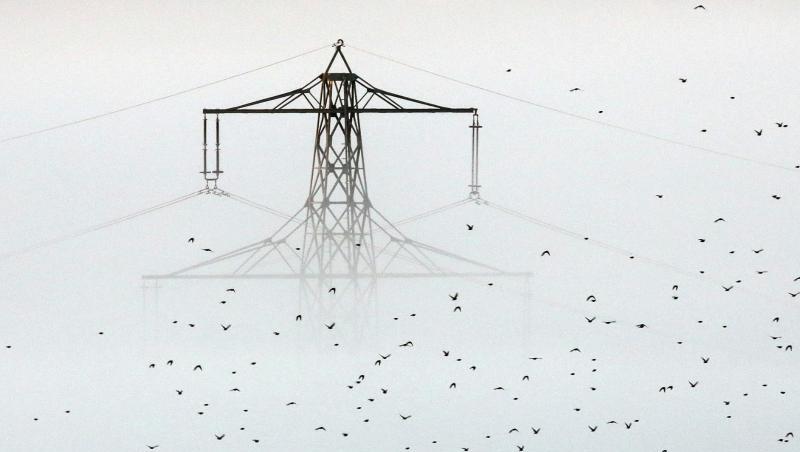 Ein Vogelschwarm fliegt an einem aus dem Morgennebel ragenden Strommast vorbei. Ein Vogelschwarm fliegt an einem aus dem Morgennebel ragenden Strommast vorbei.