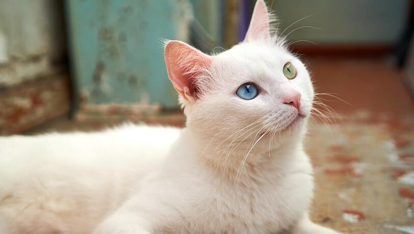 Faszinierend schön, aber eventuell in der Wahrnehmung beeinträchtigt: Weiße Katzen mit einem blauen und einem andersfarbigen Auge sind häufig auf der "blauen Seite" taub.