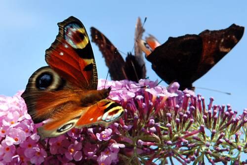Ein Schmetterling: nicht nur im Garten, sondern auch auf dem Balkon zu sehen.