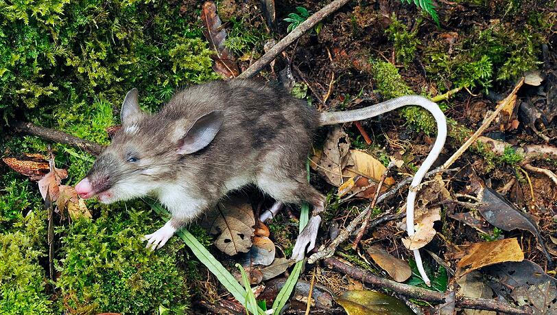 In Indonesien wurde eine Ratte mit Schweinchen-Nase entdeckt. In Indonesien wurde eine Ratte mit Schweinchen-Nase entdeckt.