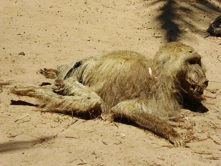 Gruselig: ein mumifizierter Affe.