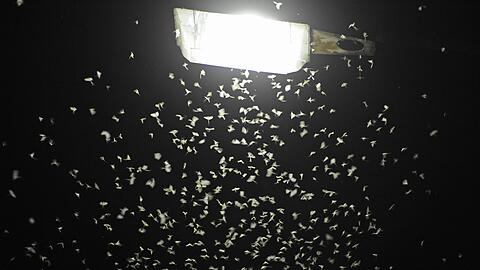 Insekten und Falter werden von der Lichtquelle angezogen.
