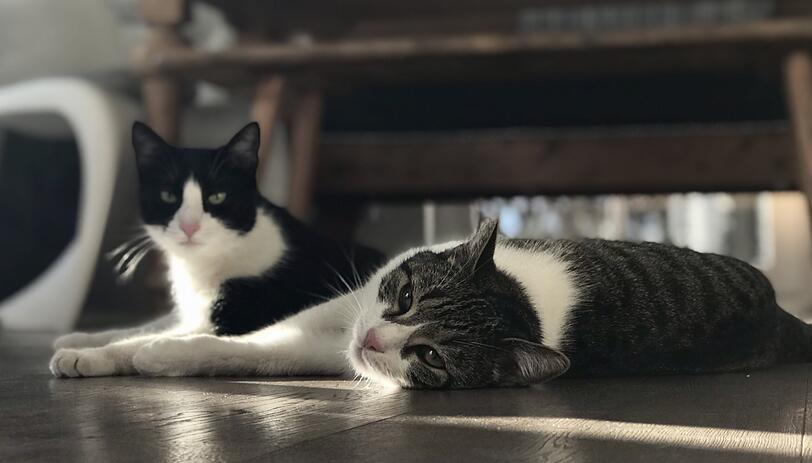 Rose und Jack