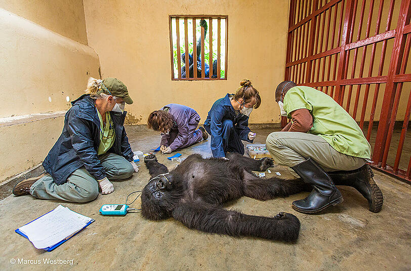 "Gorilla Care": Ein Team des Virunga-National-Parks im Kongo untersucht Affen-Dame Maisha (12), deren Eltern von Wilderern getötet wurden. Der Gesundheits-Check ist nur unter Narkose möglich. Ein zweites Tier sieht am Fenster zu.