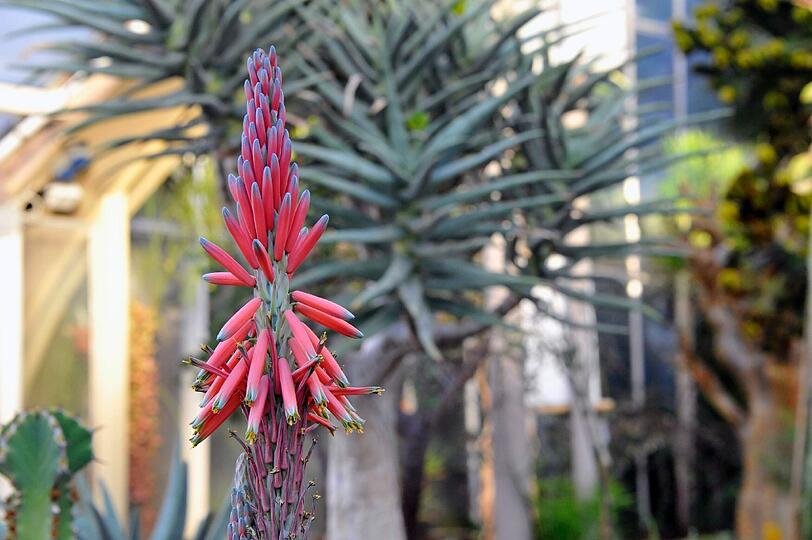 Eine Führung im Botanischen Garten zeigt die Flora der Südhalbkugel.