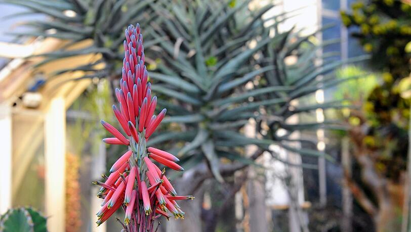 Eine Führung im Botanischen Garten zeigt die Flora der Südhalbkugel. Eine Führung im Botanischen Garten zeigt die Flora der Südhalbkugel.