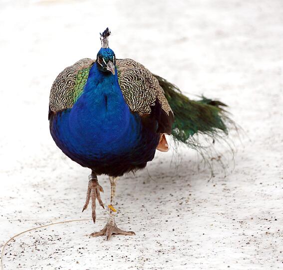 Winterimpressionen aus dem Tierpark Hellabrunn: Hier ein Pfau im Schnee.