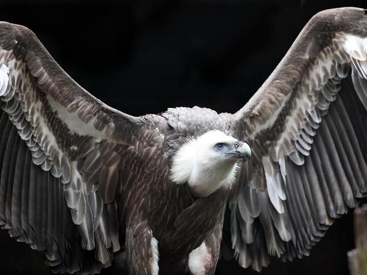Ein Gänsegeier breitet in einem Volgelpark seine Flügel aus. Foto: Bodo Marks/Archivbild